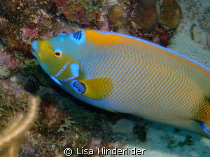 Queenly close up by Lisa Hinderlider 
